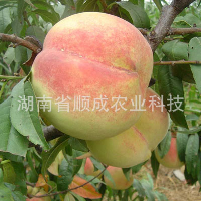 中华寿桃(中华圣桃)