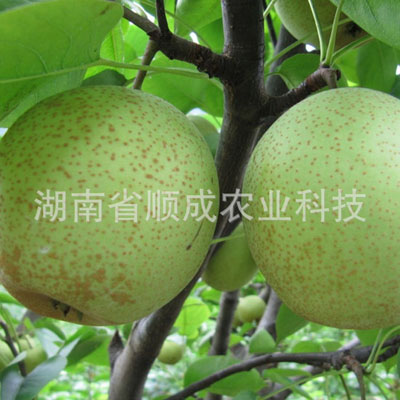 青花梨 台湾早熟梨新品种