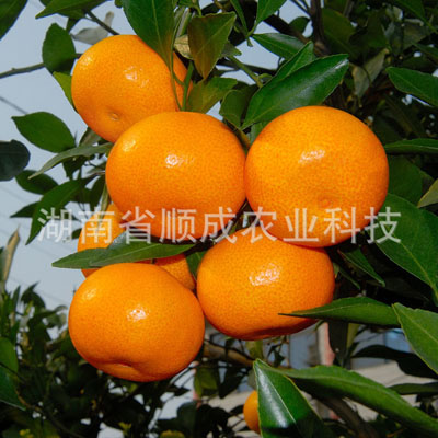 国庆1号 温州蜜橘 早熟蜜桔