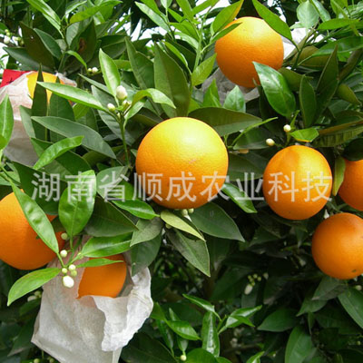 夏橙 反季节水果