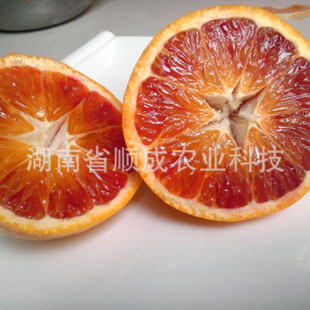 晚熟8号血橙 反季节品种