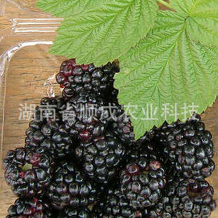 黑赫尔树莓 黑树莓
