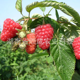 双季红树莓