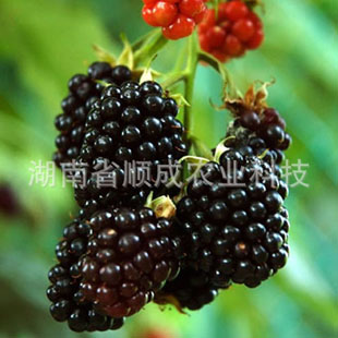 智利黑莓 智利黑树莓