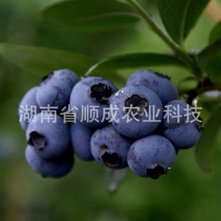 蓝丰蓝莓 南北均可种植