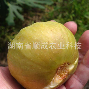 布兰瑞克 无花果