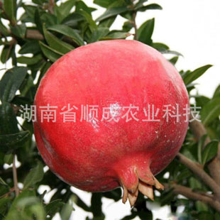 中农红软籽石榴