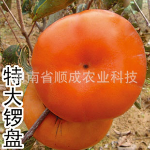 大锣盘柿